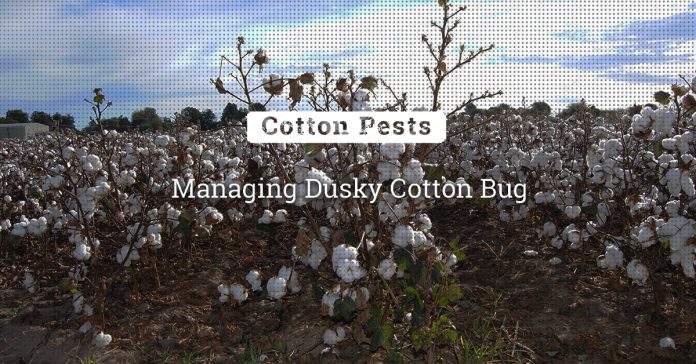 Management Of Dusky Cotton Bug In Cotton 