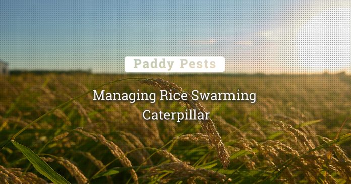 Rice Swarming Caterpillar Infestation And Its Management 