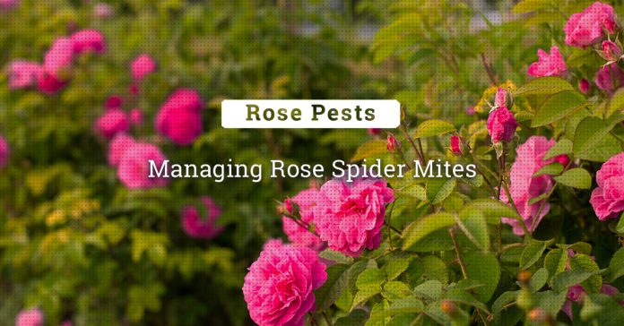 Management Of Spider Mites In Rose 