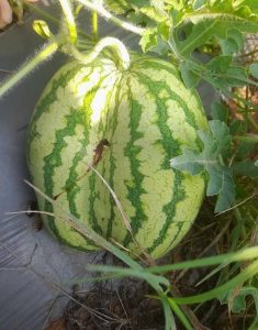 Oviposition mark on the fruit