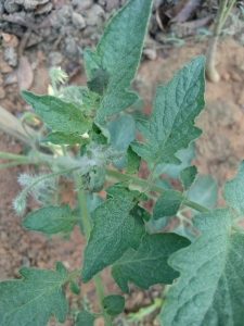 White speckles on upper leaf surface