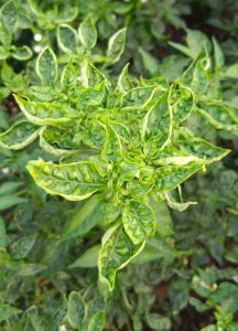 Upward Curling of Leaves