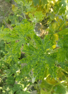 Presence of Mosaic Patches on Leaves