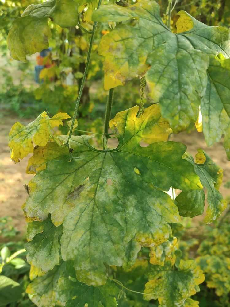 Bottle Gourd Diseases Tnau at Luis Longo blog