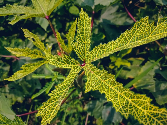 Preventing Yellow Vein Mosaic Virus Outbreaks in Bhendi: Strategies for Farmers