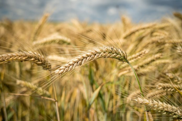 Rise In Rabi Cropping Area After The Government’s Support For Agriculture