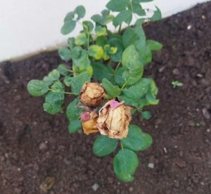 WILTING AND BROWNING OF ROSE FLOWERS