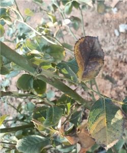 GREYISH BROWN FUNGAL GROWTH ON LEAVES