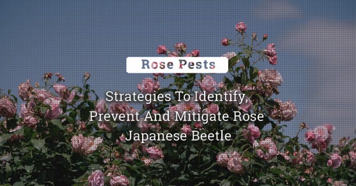 Protecting Roses From Japanese Beetles: Strategies For Identifying, Preventing And Mitigating Their Damage 