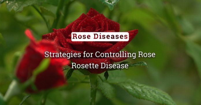 The Rosette: Strategies For Controlling Rose Rosette Disease 