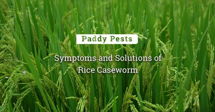The Battle Against Rice Caseworm: Symptoms And Solutions 