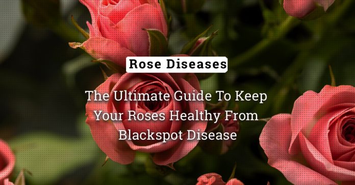 Battling Black Spot: The Ultimate Guide To Keep Your Roses Healthy And Beautiful 