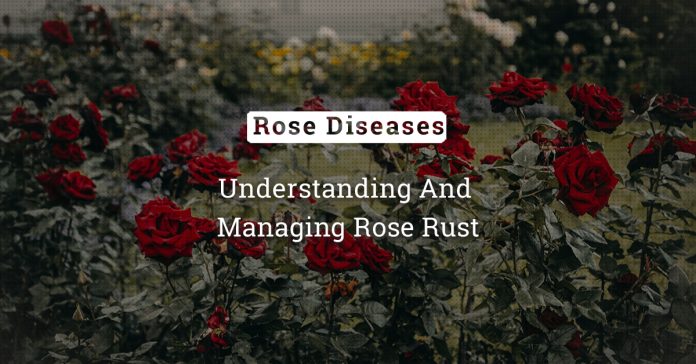 Rose Rust: Understanding, Diagnosis And Management 