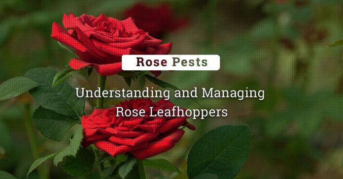 Rose Leaf Hoppers: Understanding And Managing This Devastating Pest  