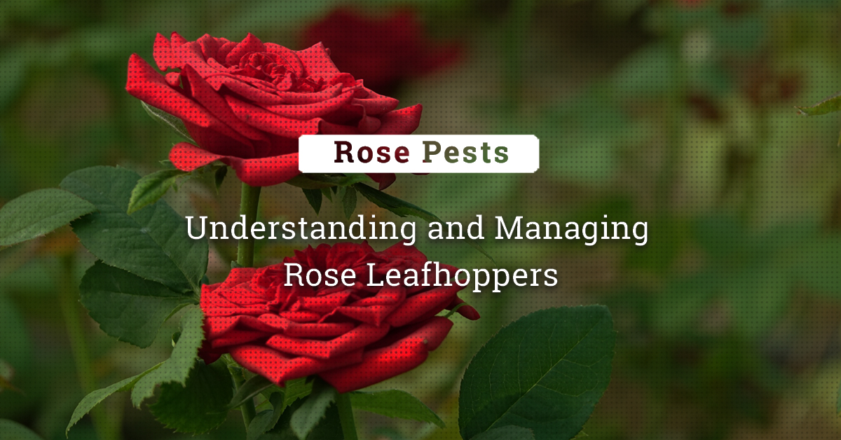 Rose leafhoppers: natural control - Plantura
