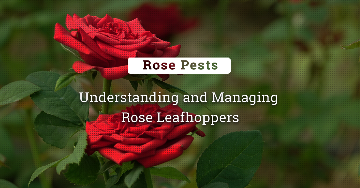 Rose Leaf Hoppers: Understanding And Managing This Devastating Pest -  Bighaat