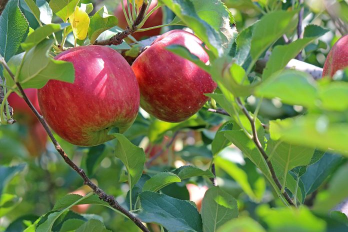 ‘Apple Cluster’ for J&K’s Shopian district Approved by Central Government