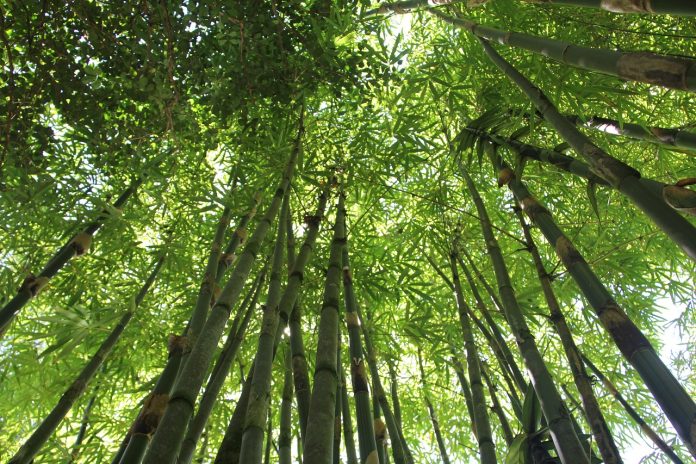 National Bamboo Mission