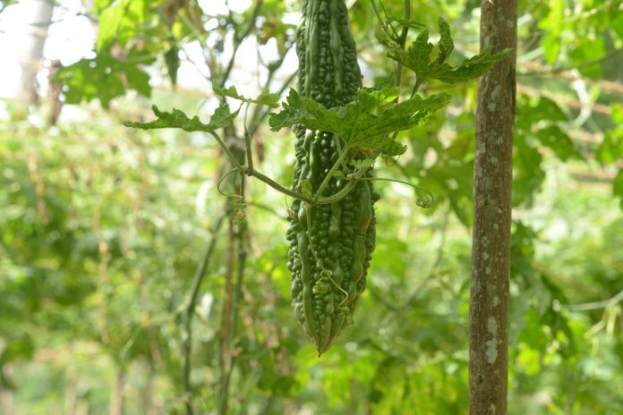 Bitter Gourd Diseases: Identifying and Managing for a Healthy Harvest