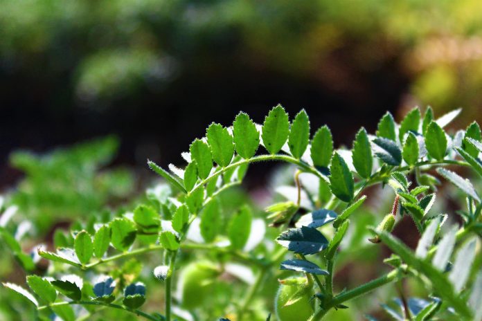 IARI Invents Pusa JG 16 - New Drought-Tolerant Chickpea Variety