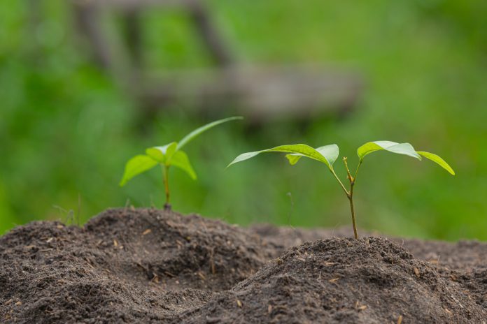 Humic Acid a Boon for Sustainable Agriculture
