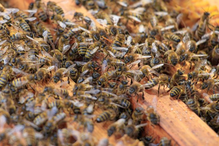 World’s 1st Vaccine against foulbrood disease of Honey bee approved by USDA