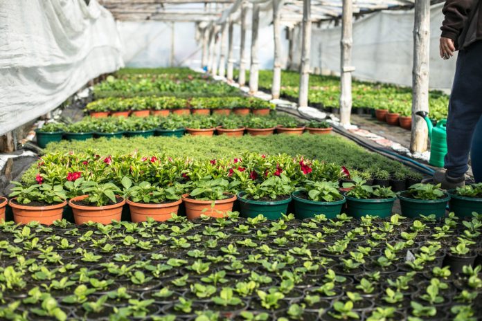 Nursery Raising: The Key to Strong and Healthy Seedlings