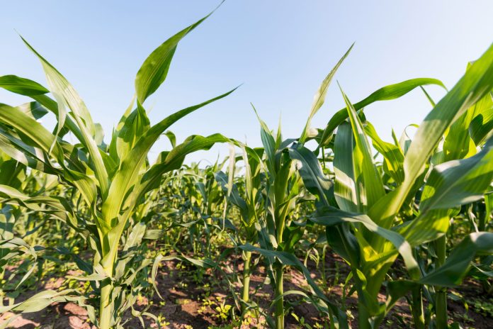 Maize: Planting and Package of Practices