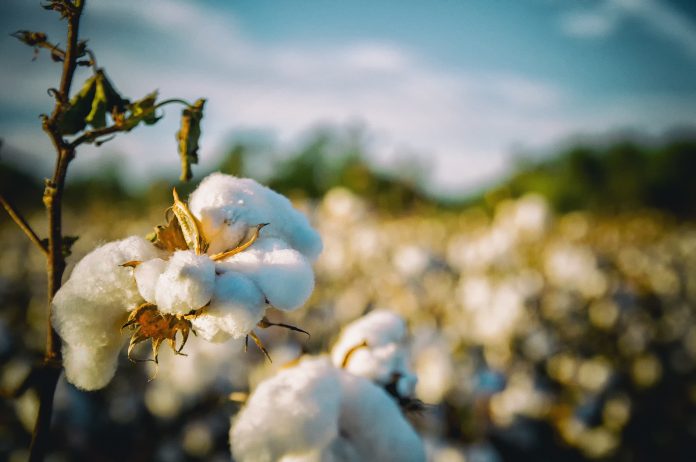 Union Minister Dr. Jitendra Singh says- No evidence that GM cotton cultivation is declining honey production
