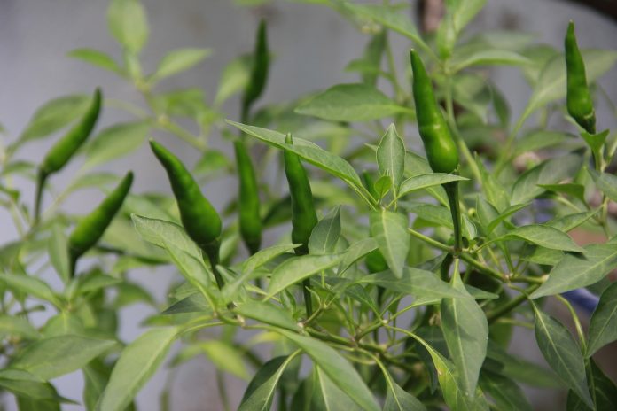 Chilli Viral Diseases: Prevention and Control Measures for a Healthy Crop