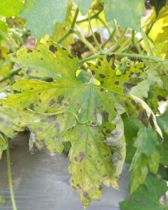 Brown spots on the leaves