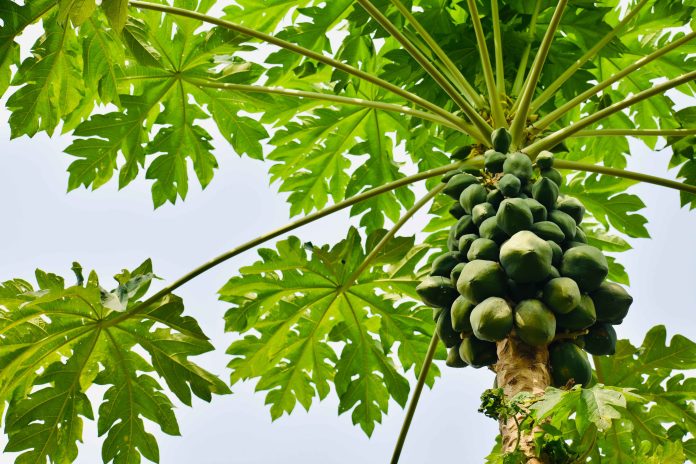 Flower Dropping And Decreased Fruit Set In Papaya: Management Strategies