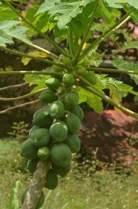 Fruits in Female Papaya Tree