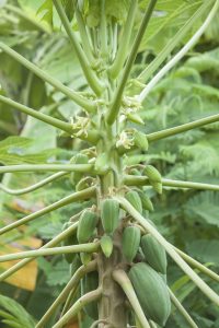 Hermaphrodite Papaya Tree