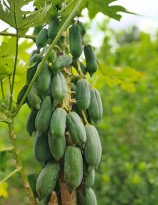 Fruits in Hermaphrodite Tree