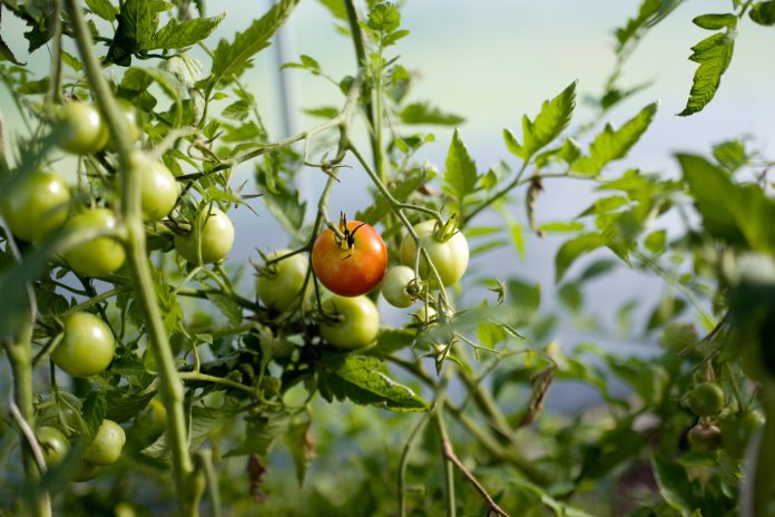 Tomato: Planting And Package Of Practices