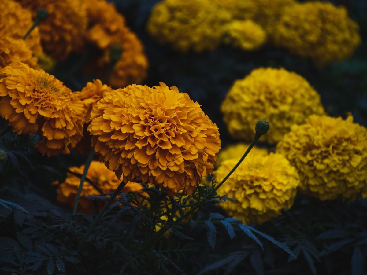 Cultivating Marigold Flowers A