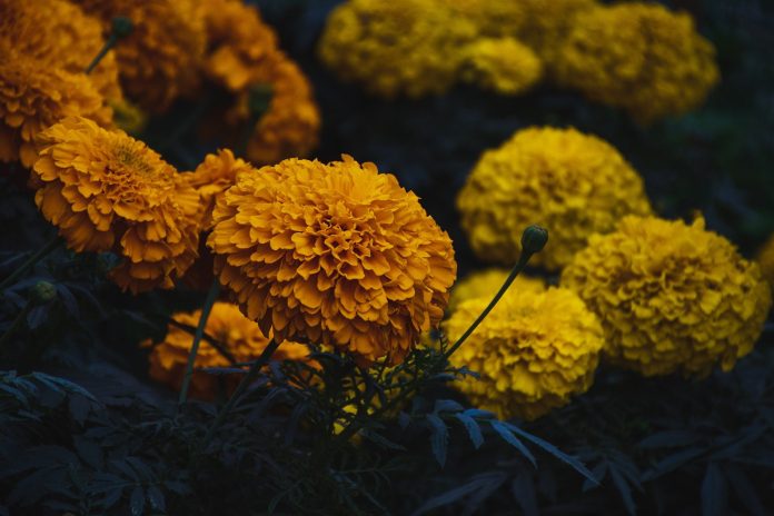 Cultivating Marigold Flowers: A Complete Guide for a Successful Bloom