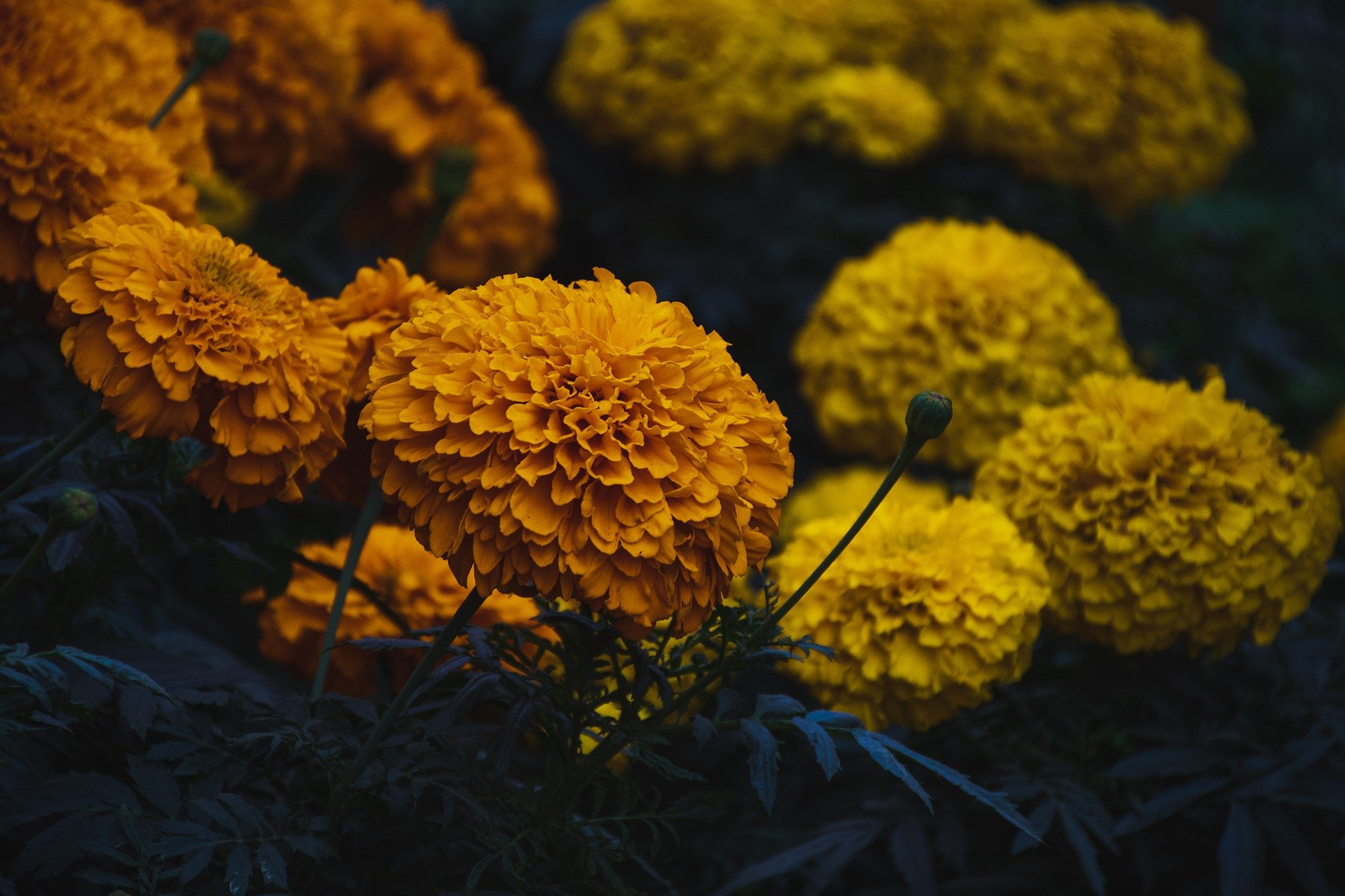Cultivating Marigold Flowers A