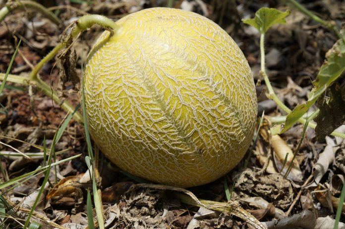 Strategies for Managing Fruit Flies in Melons