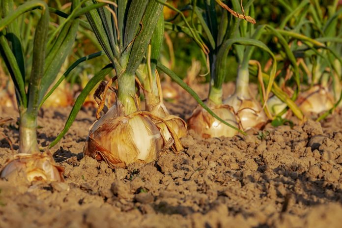 Onion Cultivation: A Comprehensive Guide to Successful Harvests