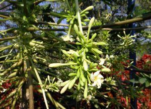 Male inflorescence