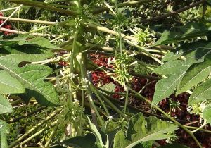 Papaya male flower clusters on long stalks