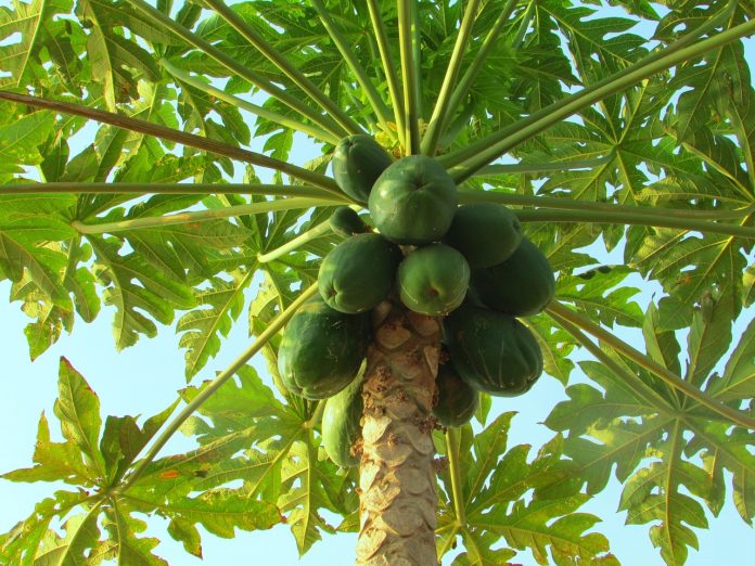 Papaya Farming
