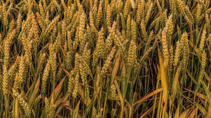 Weed-free Wheat Field: Sustainable Practices for Effective Weed Management