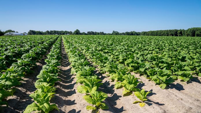 28.11 Crores Approved To Relieve Mandous Cyclone - Affected AP FCV Tobacco Farmers