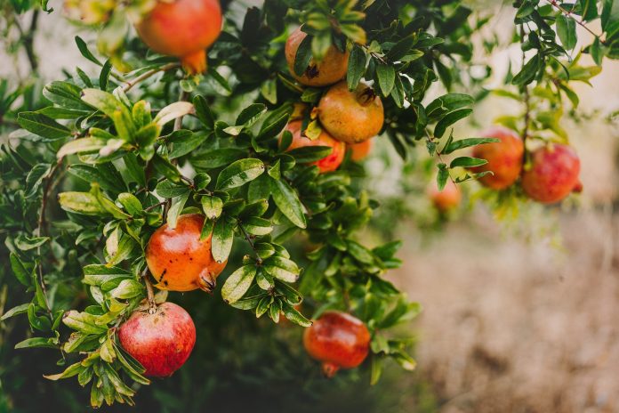 Integrated Management of Bacterial Blight Disease in Pomegranate