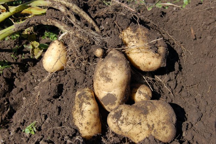 Potato: Planting & Package of Practices