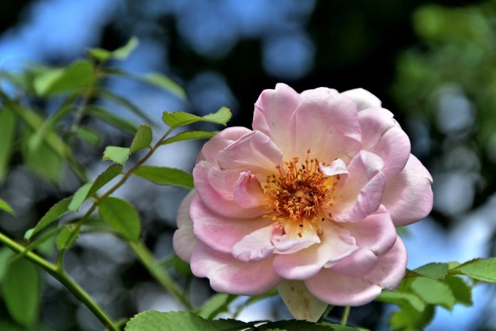 Rose: Planting And Package Of Practices