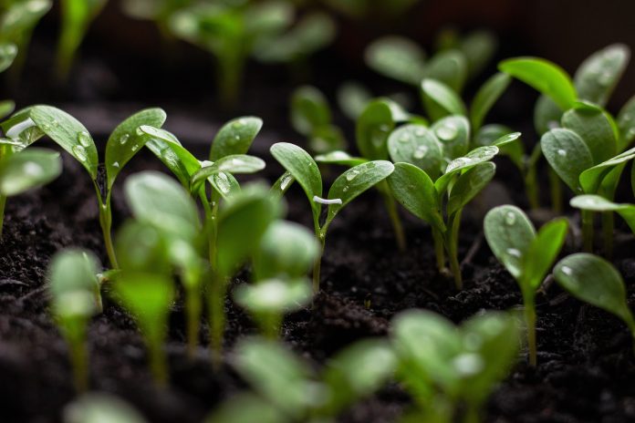 Trichoderma: An Eco-friendly Bio-Fungal Agent for Sustainable Agriculture
